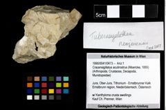 Foto (Objekt + Etiketten) von Cracensigillatus acutirostrus (Moericke, 1889) 